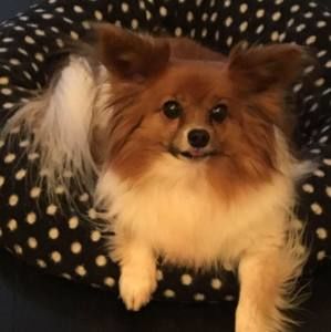 Meet your Posher, Janis